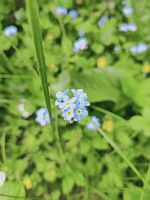 Myosotis des bois - Myosotis sylvatica (ph. Mrugala F., Lens, mai 2024)(2)